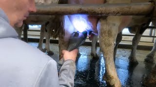 Milking Prep System Demo