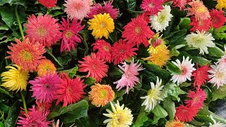 Sunday Galiff Street Flower Plants Market Visit | Flower Plants Price Current Update