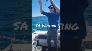 South Australian Whiting