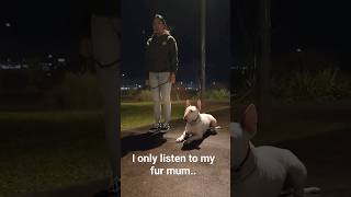 Bull Terrier only listens to his fur mum..