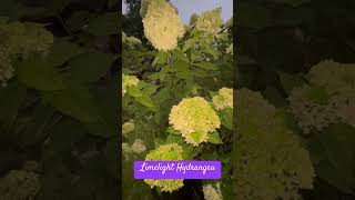 24 - 185 — Limelight Hydrangea