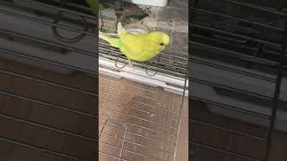 Bob cute moments #parrot #budgies #pets #shorts #bilionera #cute