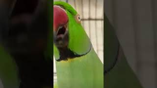 Cute talking parrot clear voice 😍👌#parrot #shorts