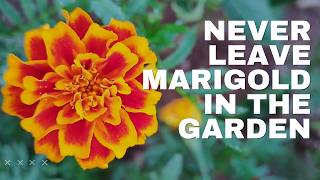 Avoid Disaster: Why Marigolds Must Go After Blooming #garden