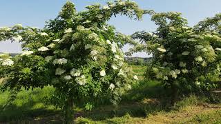 St. Anna am Aigen - blühender Holunder - Styria - Flowering Elder – Clip19