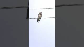 Слётки Ласточки Касатки, деревенской ласточки.( Hirundo rustica) #birds #wildlife #birdsounds