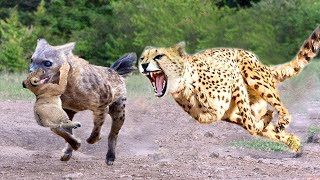 Gepard Nähert Sich Territorium Des Wildhundes Zerstören 3 Cubs Dad Wildhund Entdecken Angriff Leop