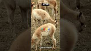 Alphabet Animal Start with the Letter L [English] Part 2 : Llama, Leopard, Lobster, Lark, Liger