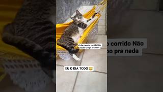 Pense na correria 😹 #gatos #gateiras #memes #humor #gateira #gateiro