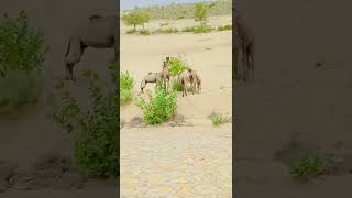 camels in tharparkar #viral #shorts #shortsvideo #camel #camellife #camelculture #desert