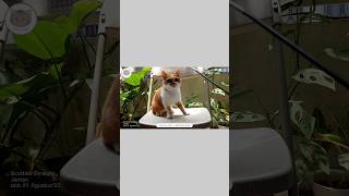 #cat #kucing #jualkucing #kucingbsh #kucingviral #kucingsultan #shorts