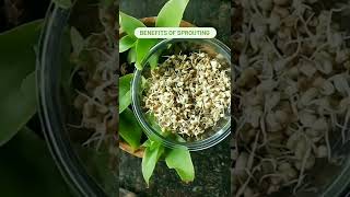 Benefits of Sprouting! How to make sprouts! Benefits of eating sprouts! Health Benefits of Sprouts!!