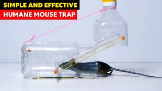 How to make rat trap with bottle: Easy rat trap ideas -  Mouse trap homemade