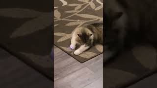 Funny Cat Chasing Laser! Your daily dose of serotonin. (Penelope)