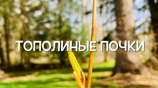 Тополиные Почки и их Польза для Здоровья.