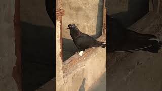 Kabutar lover 🕊️❤️#kabutar #birds #pigeion #trending #animal #pigeonlover #lovebirds