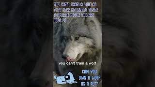 Can You Own a Wolf as a Pet? #shorts