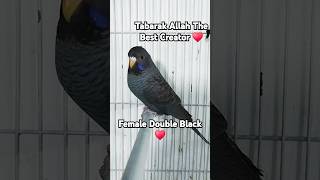 Wonderful Female Double Black 🤩🖤#birdbreeding #budgielove #budgiesbreeding