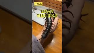 LIPAN TERBESAR... #LipanTerbesar #LipanGergasi #Shorts