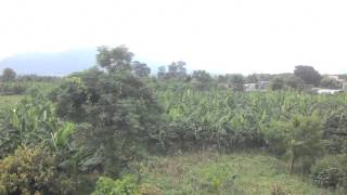 Banana farming