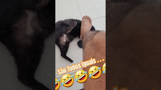 Bate aqui 🤣 #shorts#animals #extreme#cat#love#life#pets #petlover#petlife#catlover #catlife#catblack