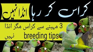 ringneck parrot cross kar raha hai Magar abhi tak Anda Nahin / breeding tips / Urdu Hindi