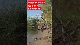 Оставил донку одну без присмотра #рыбалкавидео #ловим #рецепт