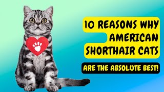 10 Reasons Why American Shorthair Cats are the Absolute BEST!