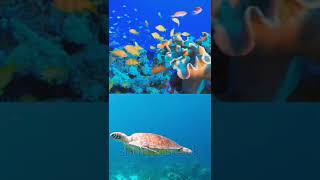 colorful turtle 🐢 and fish 🐠 very beautiful swim 🤩