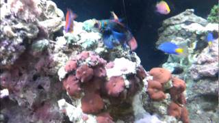 James Reef Tank Part 1_1st Jan 2012