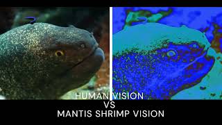 Human Vision VS Mantis Shrimp Vision