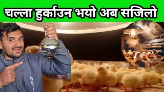 चल्ला हुर्काउन भयो अब सजिलो #chicks brooding #kukhura palan #santosh_adhikari#9804134595