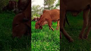 Top gir breeding farm in haryana Naloi