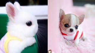 الطف الحيوانات الصغيره على الاطلاق 1 ستلمس قلبك❤️️ cutest small baby animals ever