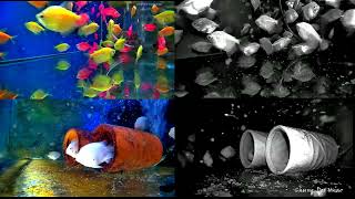 Infrared Underwater Photography