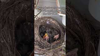 Landlord wanted me to remove this nest ! #birds #babybirds _#nest #safe