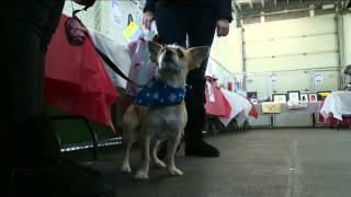 Mutts and Mistletoe - CTV Edmonton (Nov. 30, 2012)