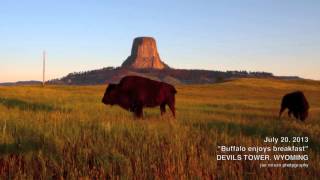 Buffalo having breakfast near Devils Tower, Wyoming