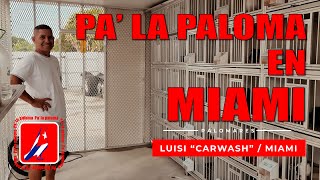 PALOMAR de LUISI "CARWASH" en MIAMI