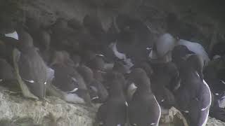 Durlston Guillemots 01.05.2020