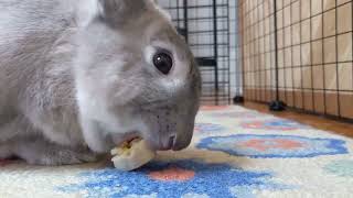 rabbit eating banana speedrun