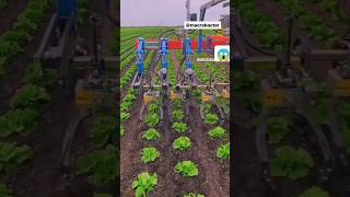 🥬#farming #vegestables #vegetablefarming #satisfying #youtubeshorts #gardening #kisan 🌱🥬