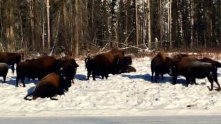 BISONS - Near Liard River, BC 🇨🇦