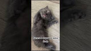 Котята родились в ночь с 4 на 5 мая ‘24 #животные #любовь #котики #девушка #доброеутро ю