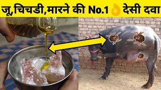 गाय/भैंस में जू,चिचडी,कलनी का No.1 देसी ईलाज| Homemade ticks removal solution in cow and buffalo