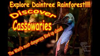 Daintree Rainforest to Cape Tribulation.....Adventure , Cassowary Hunt!