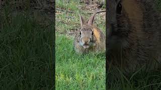 Wild Baby Bunny Eatimg a Juicy Grape #funny #bunny