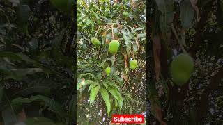 alfanso mango|| mango tree ||mango cultivation #mango #shorts #reels #fruit #tree #agricultural