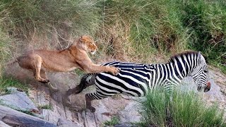 The lion attacked the zebra and killed it. #AnimalLovers #wildanimals #animals