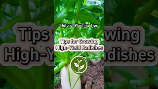 Tips for growing high yield Radishes #plants #shortvideo #garden #youtubeshorts #farming #farming